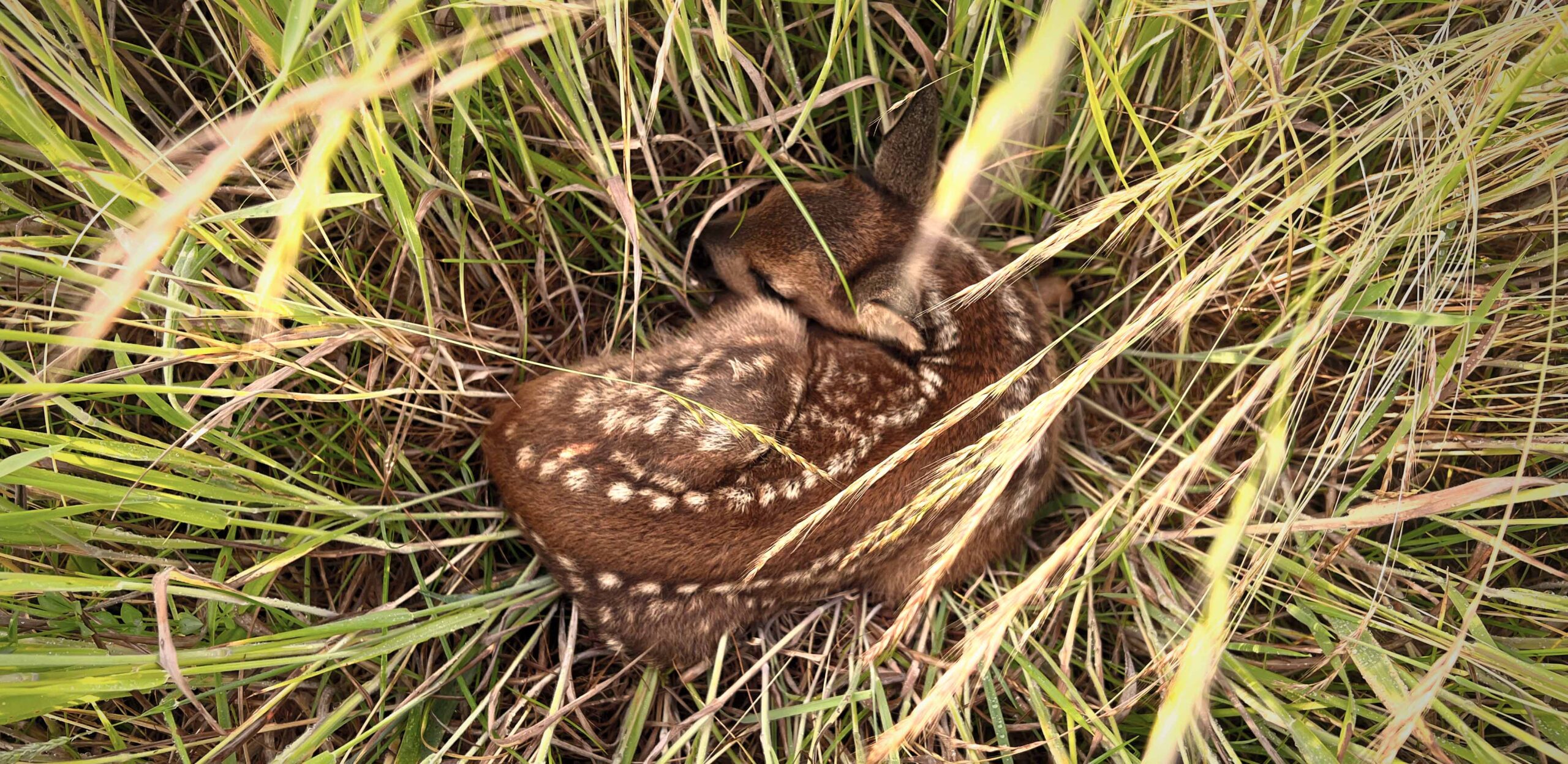 You are currently viewing Drones thermiques : une mission vitale pour sauver les faons