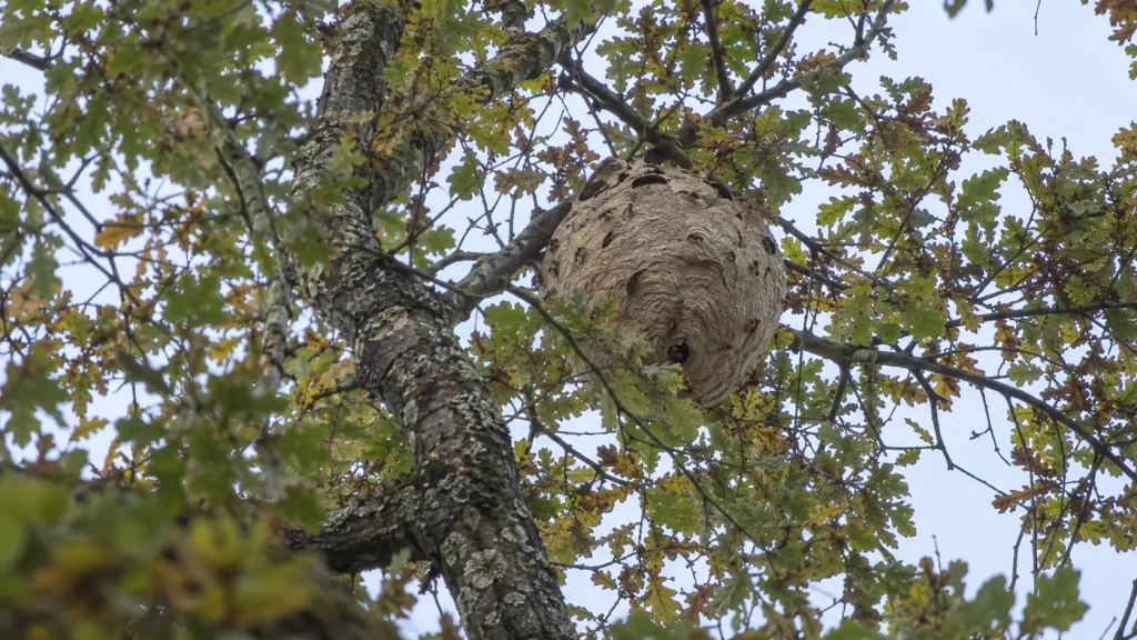 nid frelon asiatique cache arbre